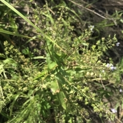 Veronica anagallis-aquatica at Rendezvous Creek, ACT - 22 Dec 2021