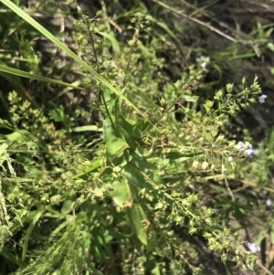 Veronica anagallis-aquatica at Rendezvous Creek, ACT - 22 Dec 2021 05:00 PM