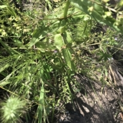 Veronica anagallis-aquatica at Rendezvous Creek, ACT - 22 Dec 2021