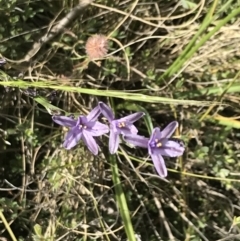 Caesia calliantha (Blue Grass-lily) at Rendezvous Creek, ACT - 22 Dec 2021 by Tapirlord