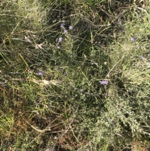 Caesia calliantha at Rendezvous Creek, ACT - 22 Dec 2021