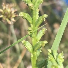 Microtis unifolia (Common Onion Orchid) at Rendezvous Creek, ACT - 22 Dec 2021 by Tapirlord