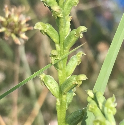 Microtis unifolia (Common Onion Orchid) at Rendezvous Creek, ACT - 22 Dec 2021 by Tapirlord