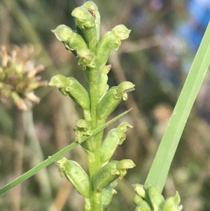 Microtis unifolia at Rendezvous Creek, ACT - 22 Dec 2021