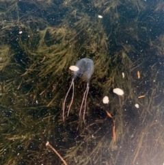 Carybdea rastoni (Box Jellyfish) at Broulee Moruya Nature Observation Area - 2 Jan 2022 by PeterA