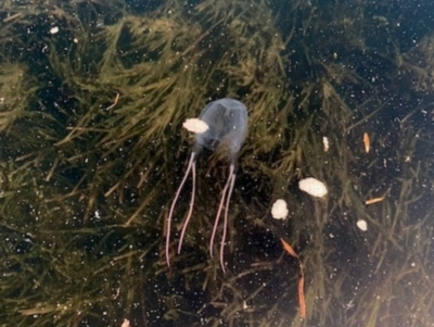 Carybdea rastoni (Box Jellyfish) at Mossy Point, NSW - 1 Jan 2022 by PeterA
