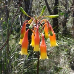 Blandfordia nobilis (Christmas Bells) at Jervis Bay National Park - 3 Jan 2022 by RobG1