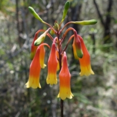 Blandfordia nobilis at Worrowing Heights, NSW - suppressed