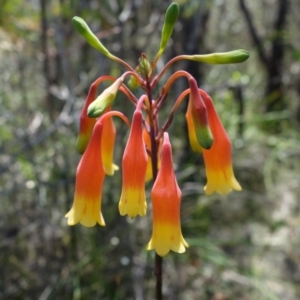 Blandfordia nobilis at Worrowing Heights, NSW - 3 Jan 2022