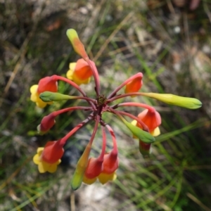 Blandfordia nobilis at Worrowing Heights, NSW - suppressed