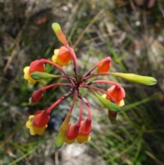 Blandfordia nobilis at Worrowing Heights, NSW - 3 Jan 2022