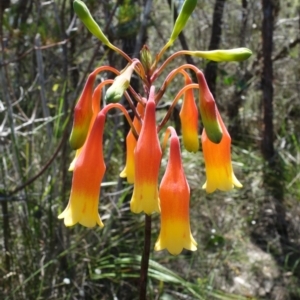 Blandfordia nobilis at Worrowing Heights, NSW - suppressed