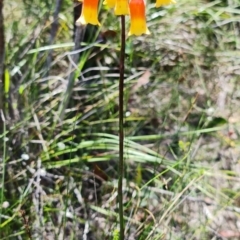 Blandfordia nobilis at Worrowing Heights, NSW - suppressed