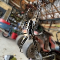 Plebs bradleyi (Enamelled spider) at Murrumbateman, NSW - 2 Jan 2022 by SimoneC