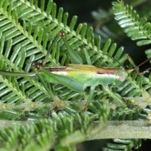 Conocephalomima barameda at Ainslie, ACT - 25 Dec 2021