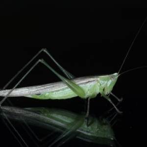 Conocephalus upoluensis at Ainslie, ACT - 24 Dec 2021 10:30 PM