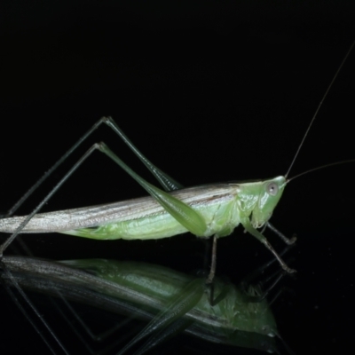 Conocephalus upoluensis (Meadow Katydid) at Ainslie, ACT - 24 Dec 2021 by jb2602