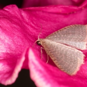 Poecilasthena pulchraria at Melba, ACT - 31 Oct 2021 11:55 PM