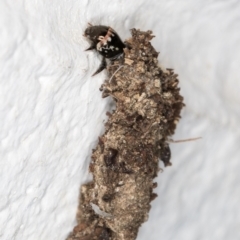 Psychidae (family) IMMATURE (Unidentified case moth or bagworm) at Melba, ACT - 31 Oct 2021 by kasiaaus