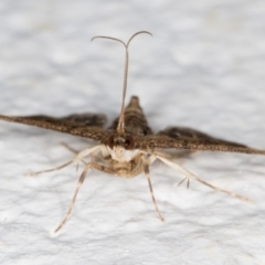 Nacoleia rhoeoalis (A Crambid moth (Spilomelinae) at Melba, ACT - 1 Nov 2021 by kasiaaus