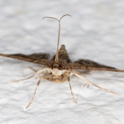 Nacoleia rhoeoalis (A Crambid moth (Spilomelinae) at Melba, ACT - 1 Nov 2021 by kasiaaus