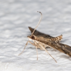 Nacoleia rhoeoalis at Melba, ACT - 1 Nov 2021