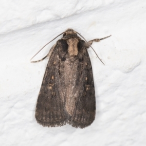 Proteuxoa provisional species 3 at Melba, ACT - 1 Nov 2021 11:18 PM