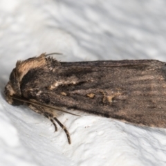 Proteuxoa provisional species 3 at Melba, ACT - 1 Nov 2021 11:18 PM