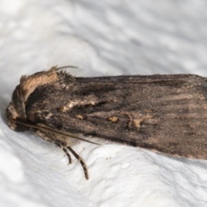 Proteuxoa provisional species 3 at Melba, ACT - 1 Nov 2021 11:18 PM