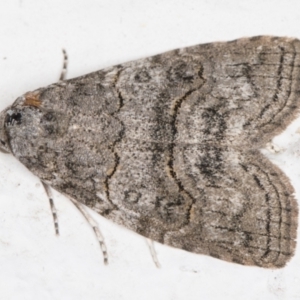 Calathusa sp nr dispila at Melba, ACT - 1 Nov 2021