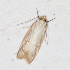 Philobota cretacea (A concealer moth) at Melba, ACT - 1 Nov 2021 by kasiaaus