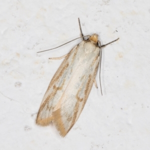 Philobota cretacea at Melba, ACT - 1 Nov 2021