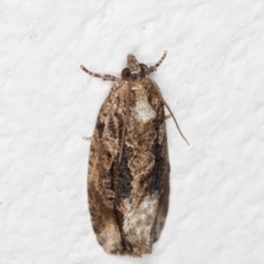 Thrincophora lignigerana (A Tortricid moth) at Melba, ACT - 1 Nov 2021 by kasiaaus