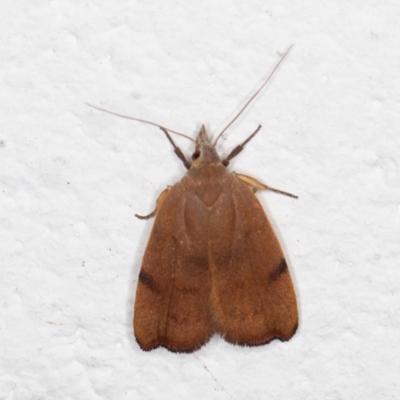 Tortricopsis uncinella (Wingia group) at Melba, ACT - 1 Nov 2021 by kasiaaus