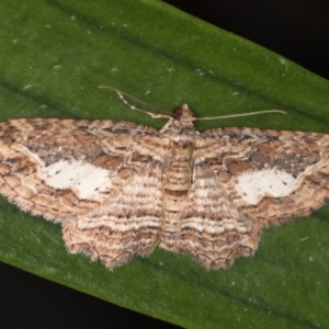 Chloroclystis filata at Melba, ACT - 1 Nov 2021 11:23 PM