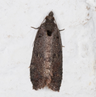 Rupicolana orthias (A tortrix or leafroller moth) at Melba, ACT - 1 Nov 2021 by kasiaaus