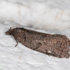 Rupicolana orthias at Melba, ACT - 1 Nov 2021 11:24 PM