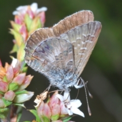 Neolucia agricola (Fringed Heath-blue) at Tinderry, NSW - 30 Dec 2021 by Harrisi