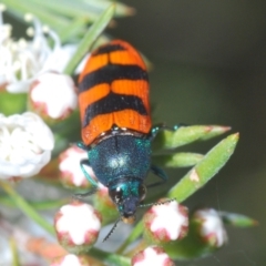 Castiarina crenata (Jewel beetle) at Molonglo Valley, ACT - 1 Jan 2022 by Harrisi