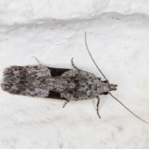 Anarsia molybdota at Melba, ACT - 1 Nov 2021