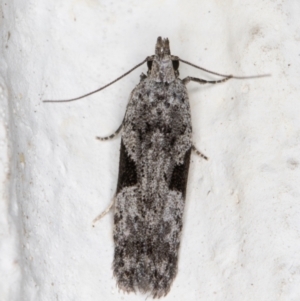 Anarsia molybdota at Melba, ACT - 1 Nov 2021