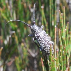 Rhytiphora albocincta (Longhorn beetle) at Wyanbene, NSW - 30 Dec 2021 by Harrisi