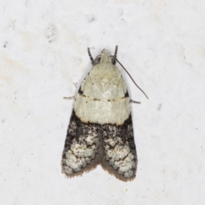 Tracholena sulfurosa at Melba, ACT - 1 Nov 2021 11:26 PM