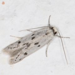 Oecophorinae (subfamily) (Unidentified oecophorine moth) at Melba, ACT - 1 Nov 2021 by kasiaaus