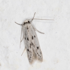 Oecophoridae provisional species 2 at Melba, ACT - 1 Nov 2021