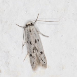 Oecophoridae provisional species 2 at Melba, ACT - 1 Nov 2021