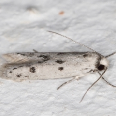 Oecophoridae provisional species 2 at Melba, ACT - 1 Nov 2021 11:29 PM