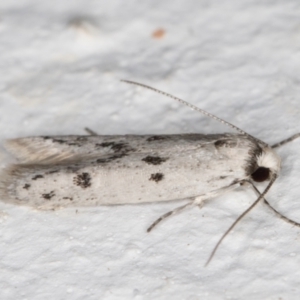 Oecophoridae provisional species 2 at Melba, ACT - 1 Nov 2021 11:29 PM