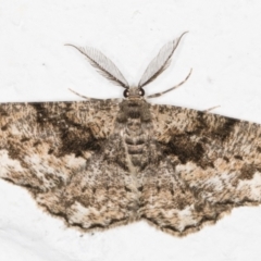 Unplaced externaria (Mahogany Bark Moth (formerly Hypomecis externaria)) at Melba, ACT - 1 Nov 2021 by kasiaaus