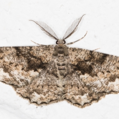 Unplaced externaria (Mahogany Bark Moth (formerly Hypomecis externaria)) at Melba, ACT - 1 Nov 2021 by kasiaaus
